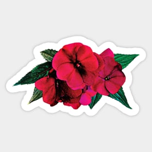 Magenta Impatiens Sticker